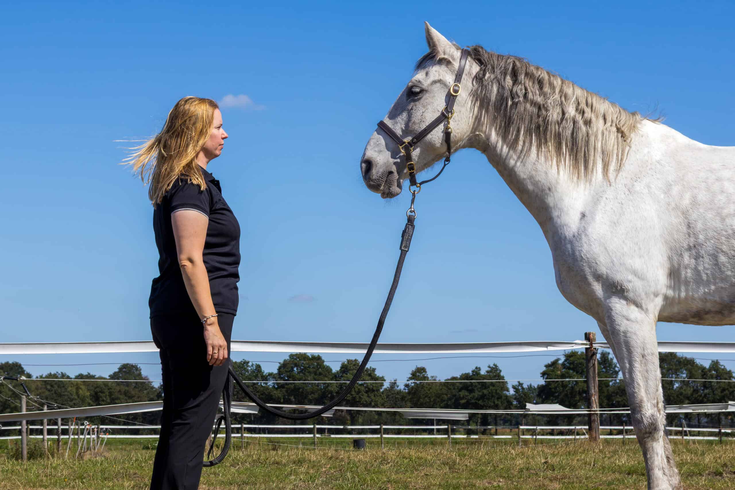 Human Design coaching praktijk in Norg met paard, Drenthe – nabij Groningen en Friesland. Paardencoaching
